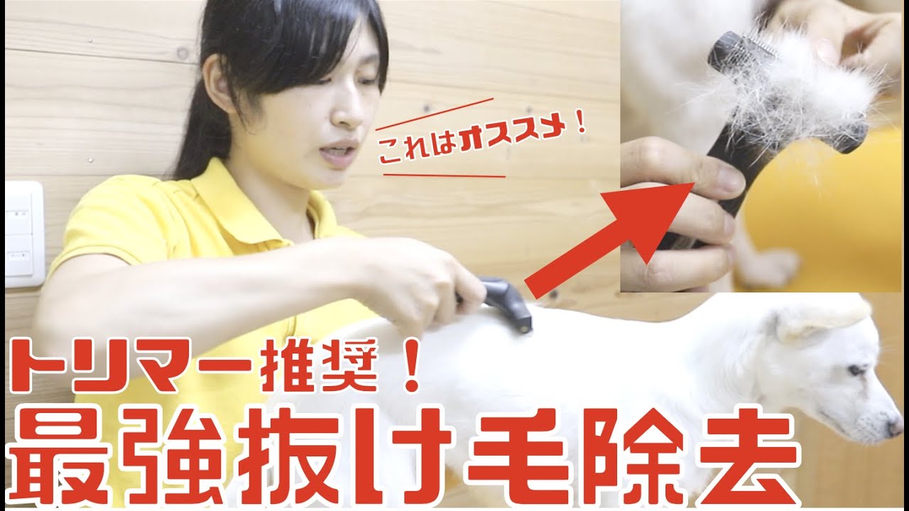 【トリマー推奨商品】換毛期の犬の抜け毛対策におすすめ商品！素早く大量の抜け毛除去ができます！