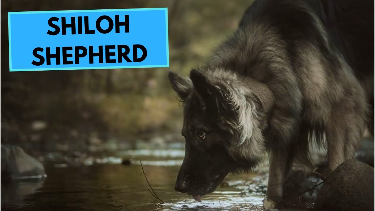 Shiloh Shepherd - TOP 10 Interesting Facts