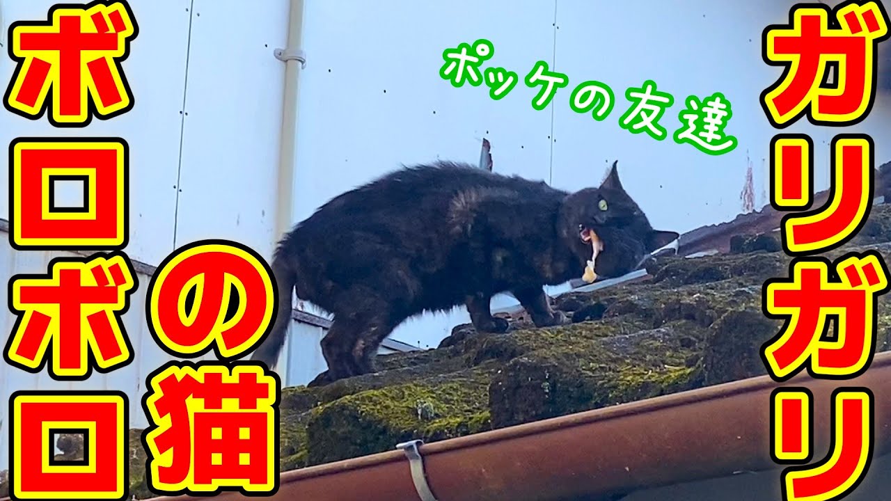 ポッケが痩せ細ったボロボロの猫を連れて来た