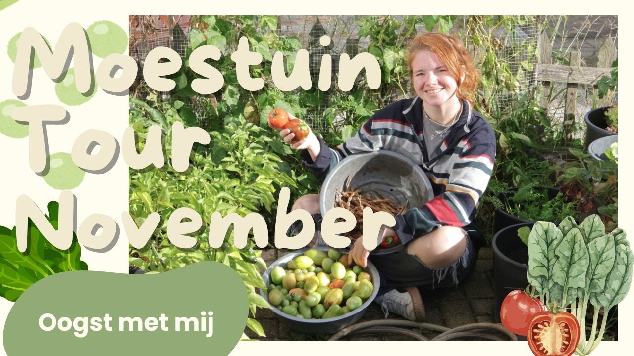 Moestuin TOUR November | Laatste oogst verzamelen: tomaten, bonen, pepers en paprika