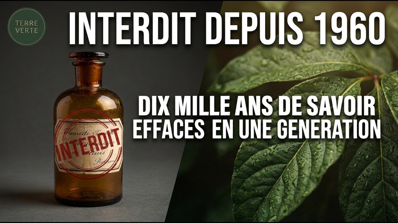 Cet Arbre a Bercé Toute Une Enfance. Puis l'État l'a Fait Disparaître.