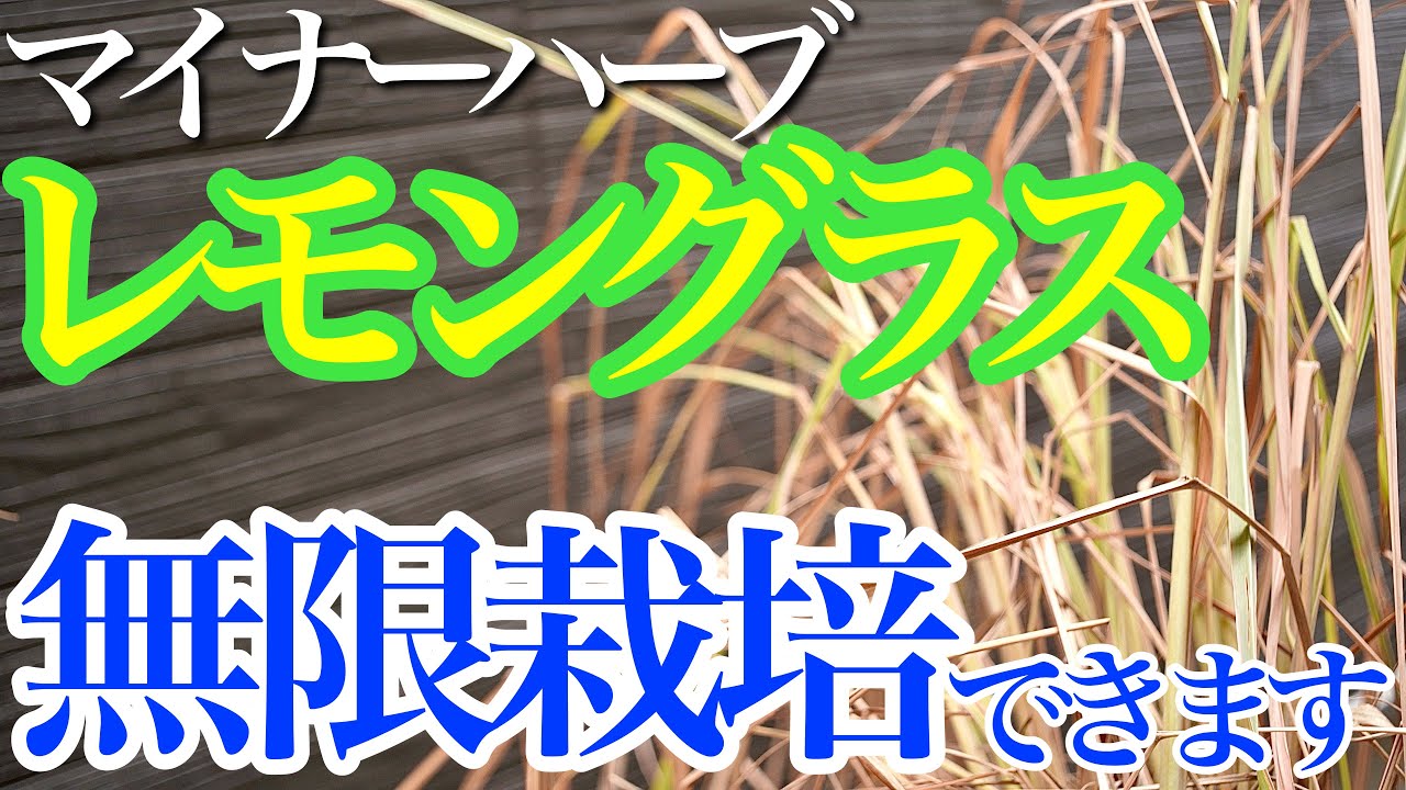 【実は色々なことに使える】レモングラスは無限に増やすことができます【株分け】
