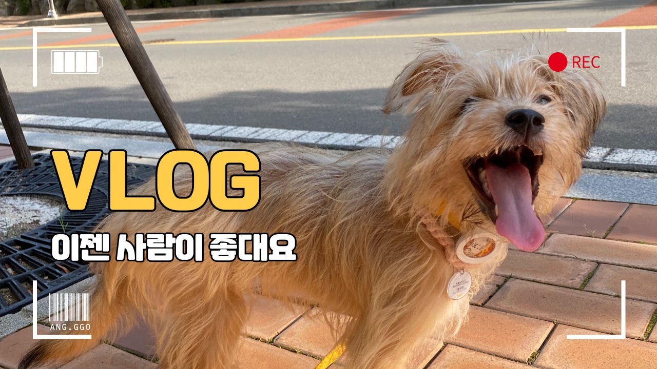 vlogㅣ두달만에 사람을 믿기 시작했어요❤️ㅣ쫄보 유기견의 변신ㅣ산책시작🤭🐶