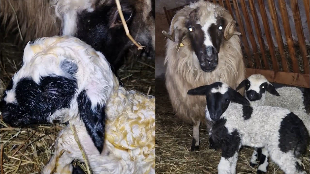 AU ÎNCEPUT OILE FĂTATUL, PRIMII PRODUȘI DIN ACEST AN