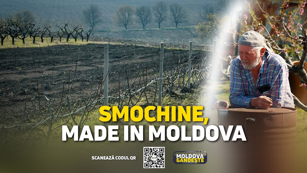 Smochine made in Moldova. Pomicultorul își laudă roada: „Pun fotografii pe Facebook și imediat vând”