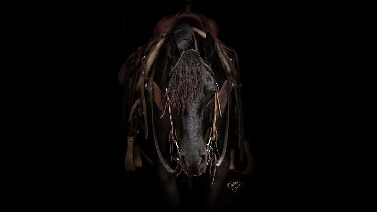 Ace - Black Friesian/Morgan Cross