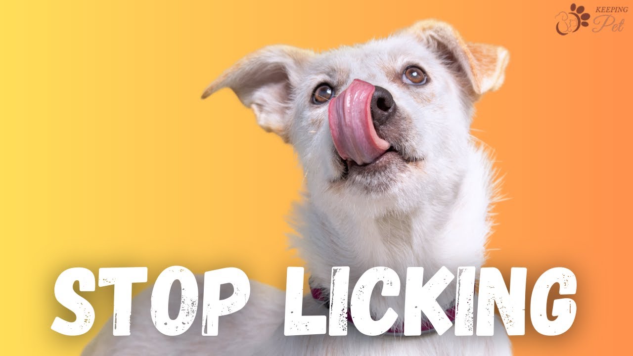 How to Prevent Your Dog From Licking Everything?