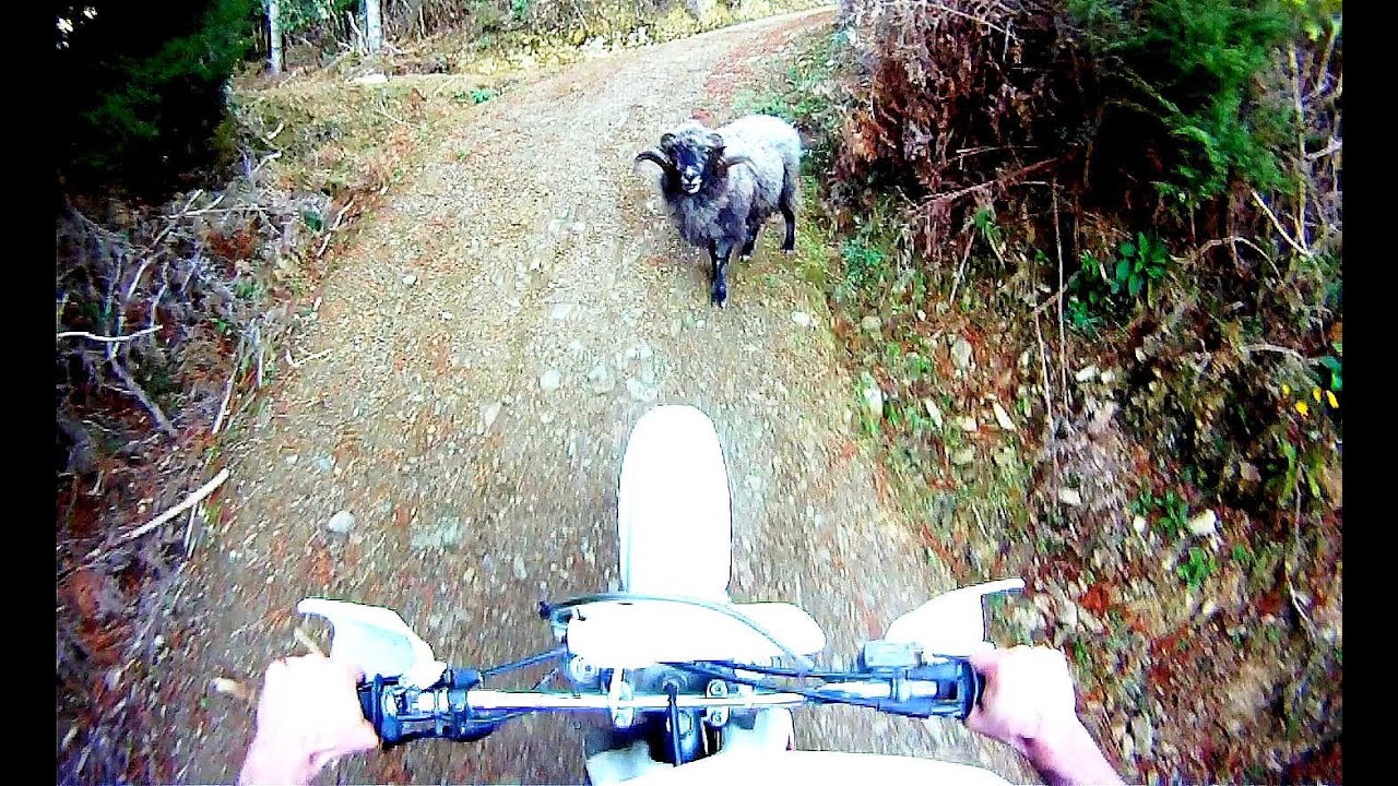 Angry ram attacks motorcyclist in the forest