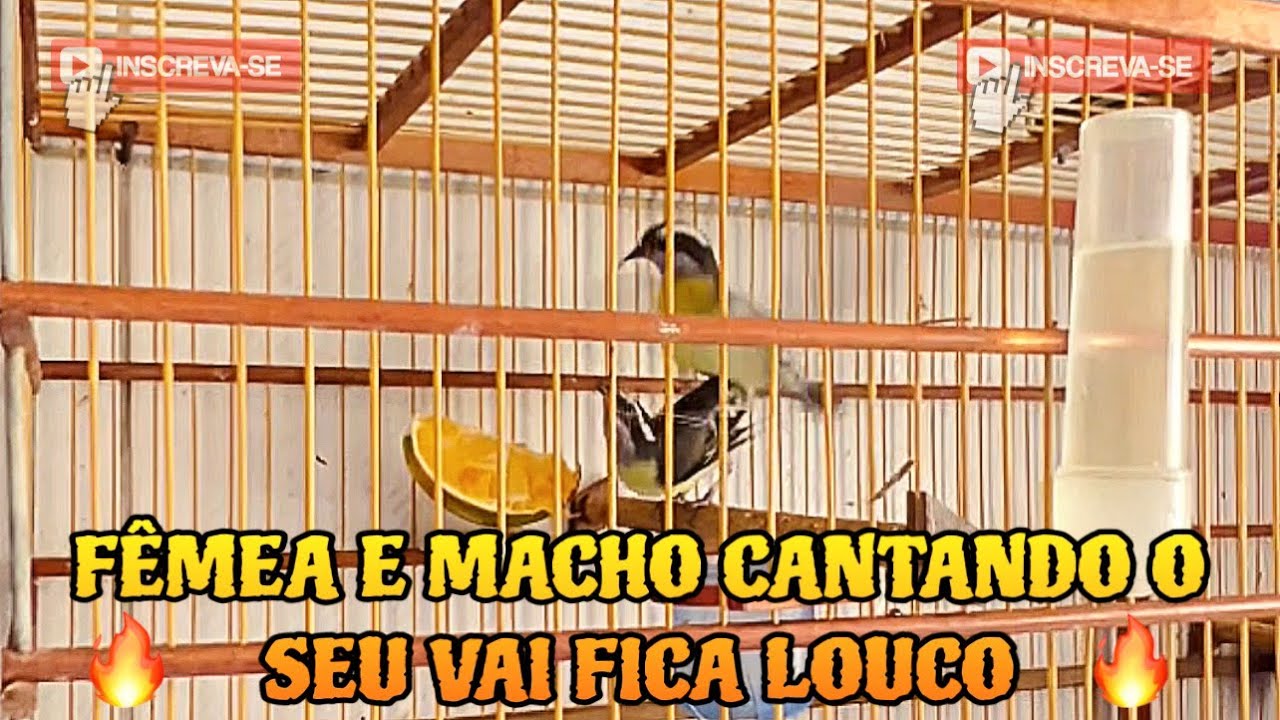 Sibite cantando - sibite fêmea e macho cantando o seu vai fica louco 😱🔥