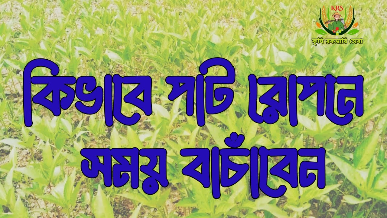 রোপা পাট চাষে সময় বাচাঁন // কিভাবে আধুনিক নিয়মে পাট রোপন করবেন || পাট চাষ
