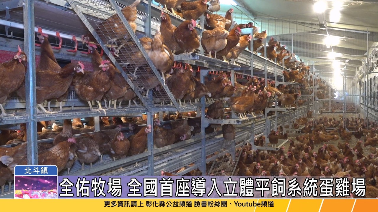 115-03-10 畜牧產業轉型典範 全國首座導入立體平飼系統蛋雞場-全佑牧場
