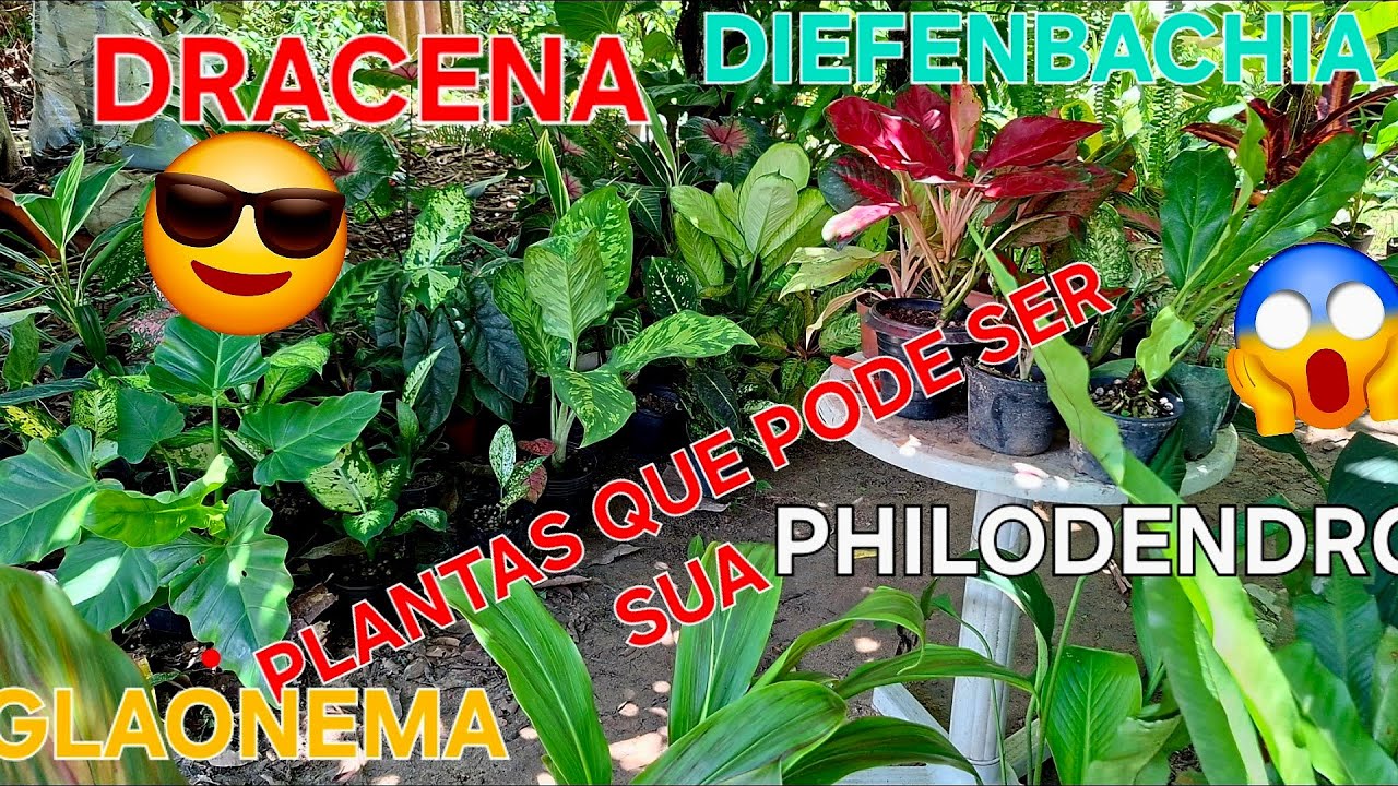As plantas mais lindas do mundo #amazing #plantas #jardim #plants #natureza 