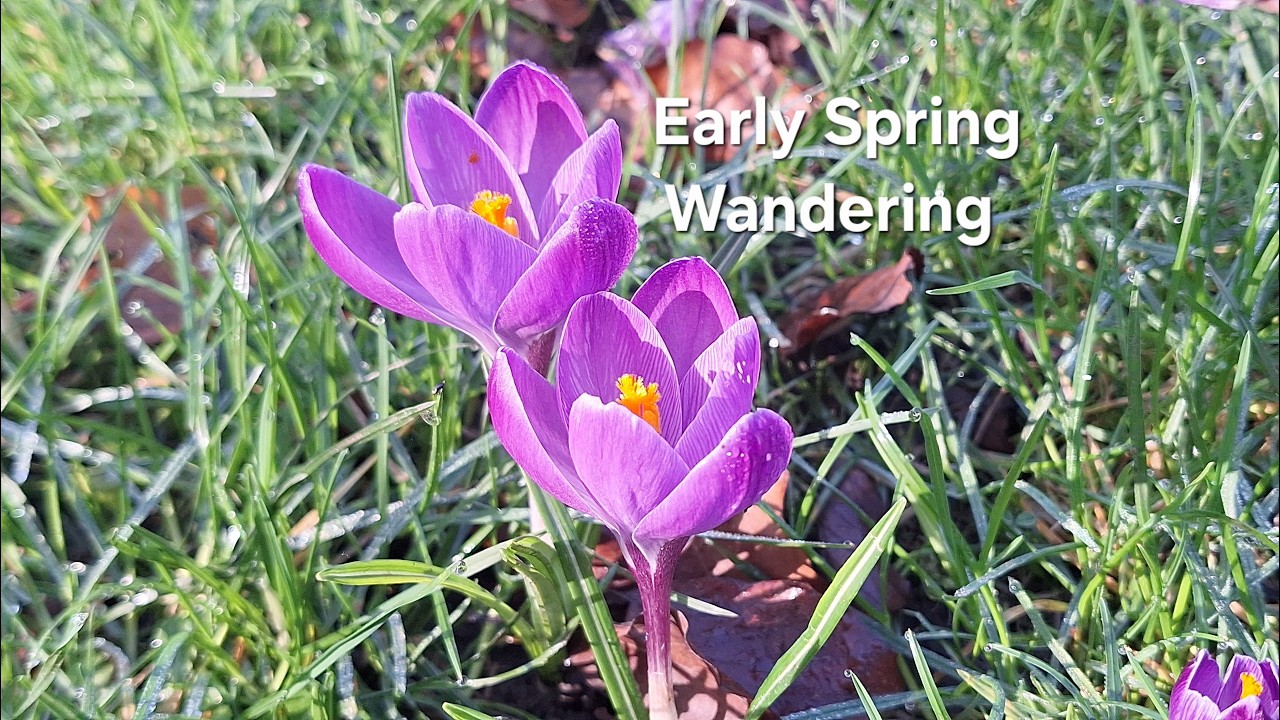 Wanderings in Early Spring – First Flowers & Cute Bumblebees