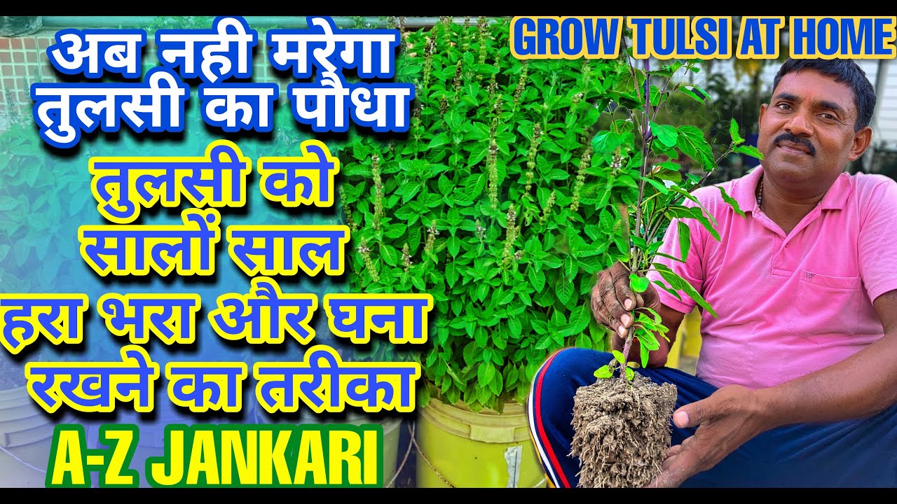 अब नही मरेगा आपका तुलसी का पौधा रामविलास जी से जानिए इसे सदा के लिए हरा भरा और घना रखने का तरीका