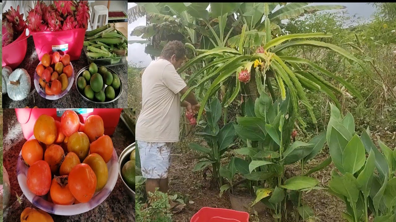 Colheita no sítio/ Veja quantas coisas nós colhemos no sítio