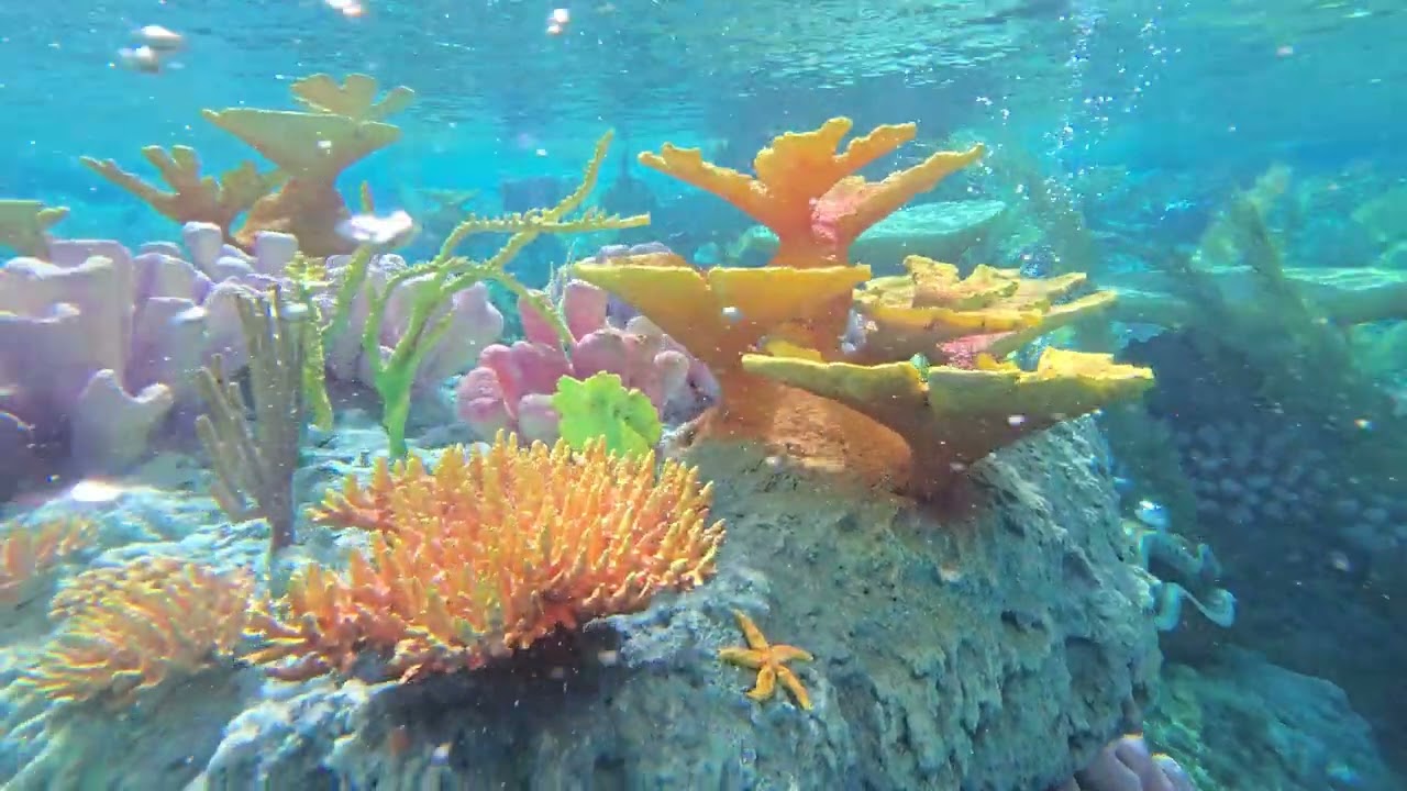disneyland finding Nemo