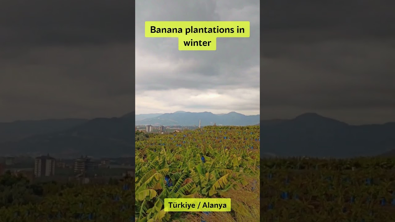 Turkiye. Alanya. Banana plantations in winter. Kışın muz tarlaları. 