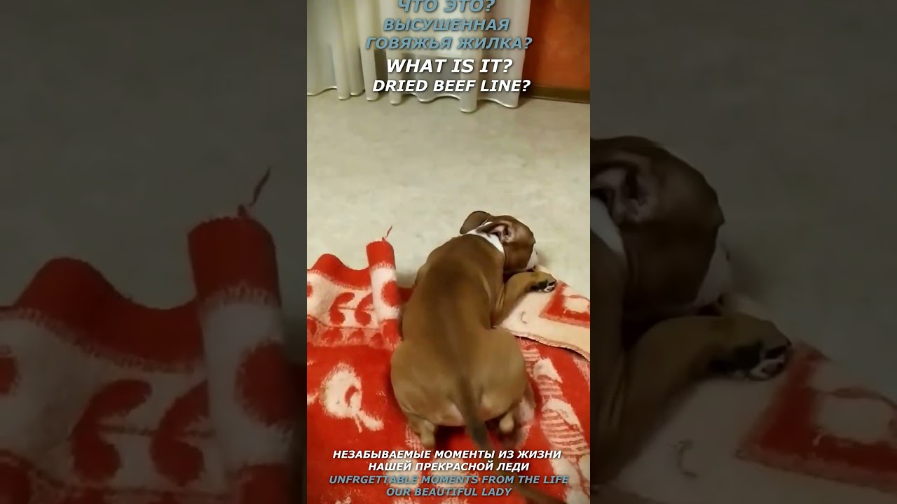 Так выглядит настоящее удовольствие! The real treat looks like it! 