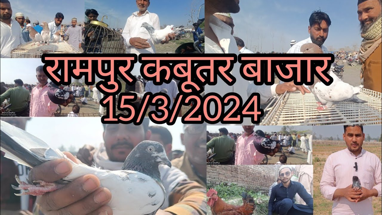Rampur Kabutar market 15/3/2024