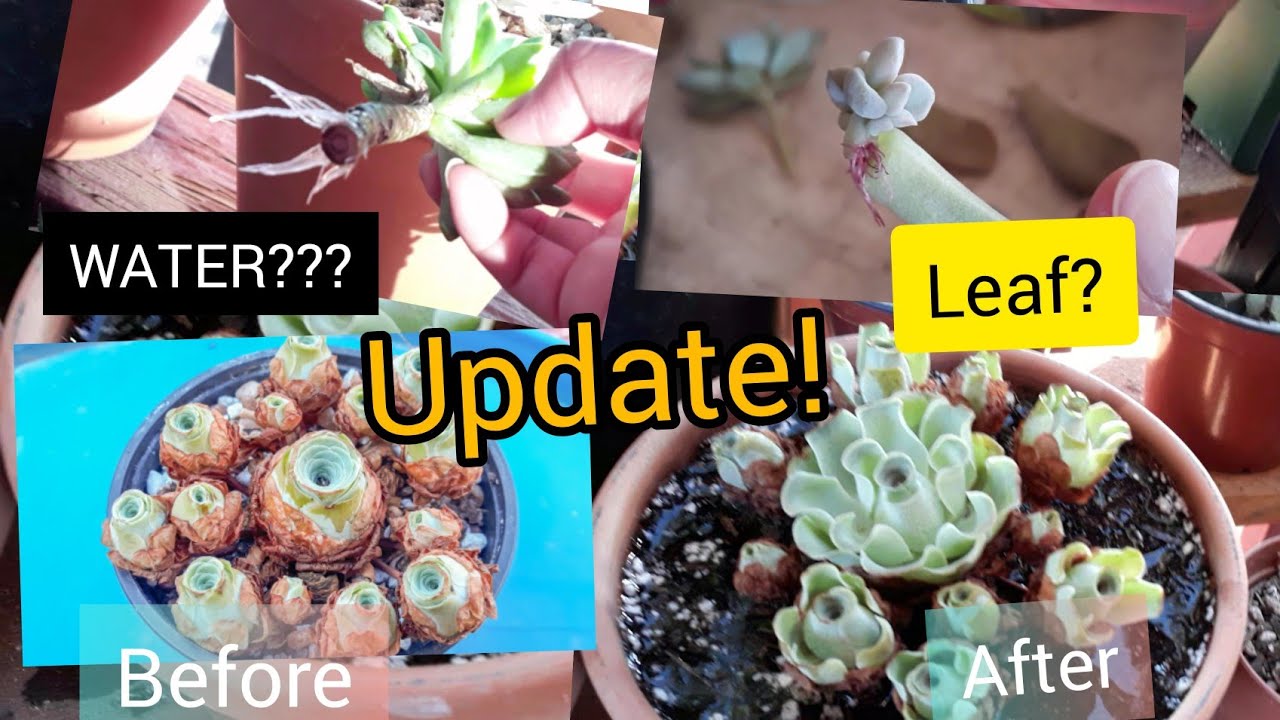 Greenovia after the dormancy period & Leaf and Water Propagation #Greenovia #propagation