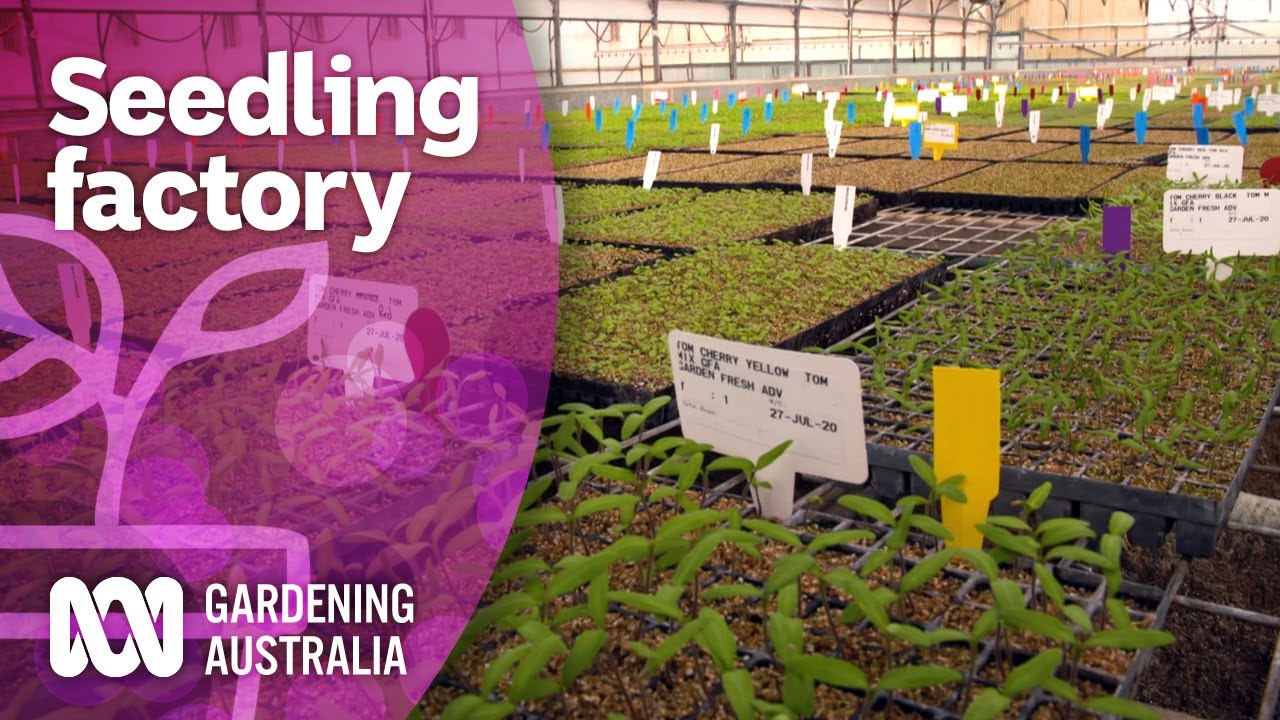 Lockdown seedling production in the plant plant | Discovery | Gardening Australia