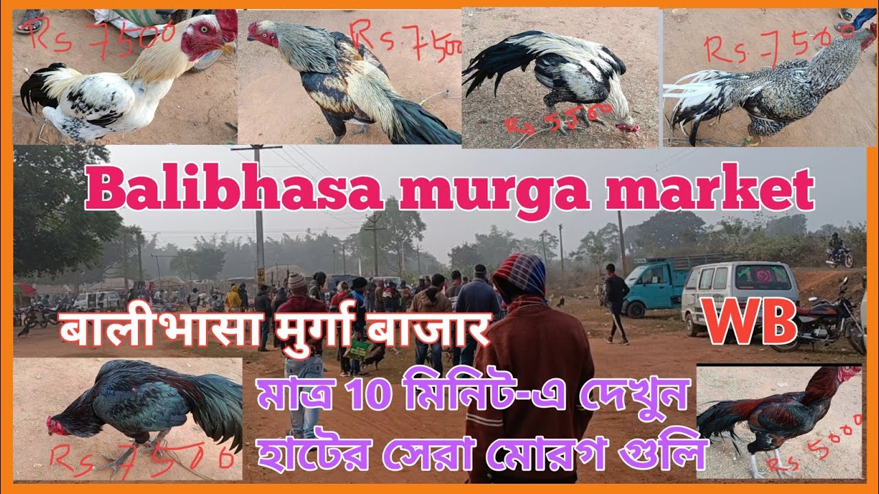 Recent Aseel Murga price update in India # Kukru haat # Poradih haat #Feko Haat #Balibhasa haat