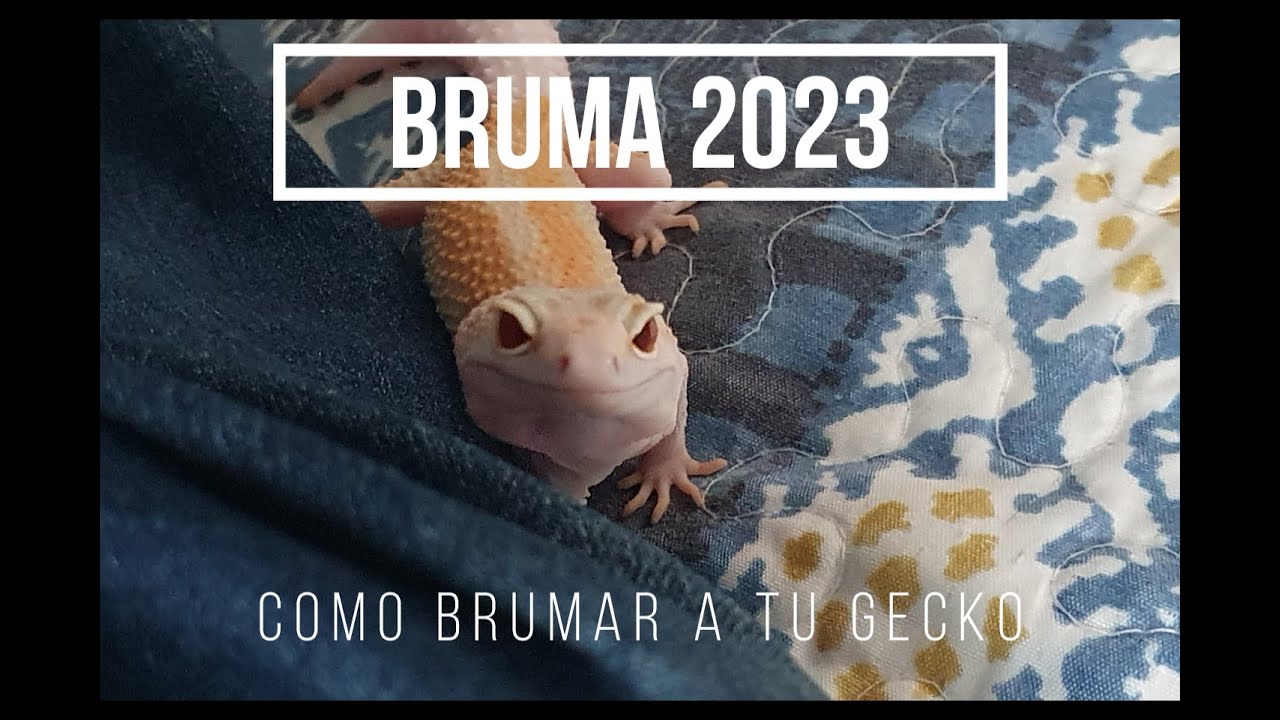 BRUMA GECKOS LEOPARDO