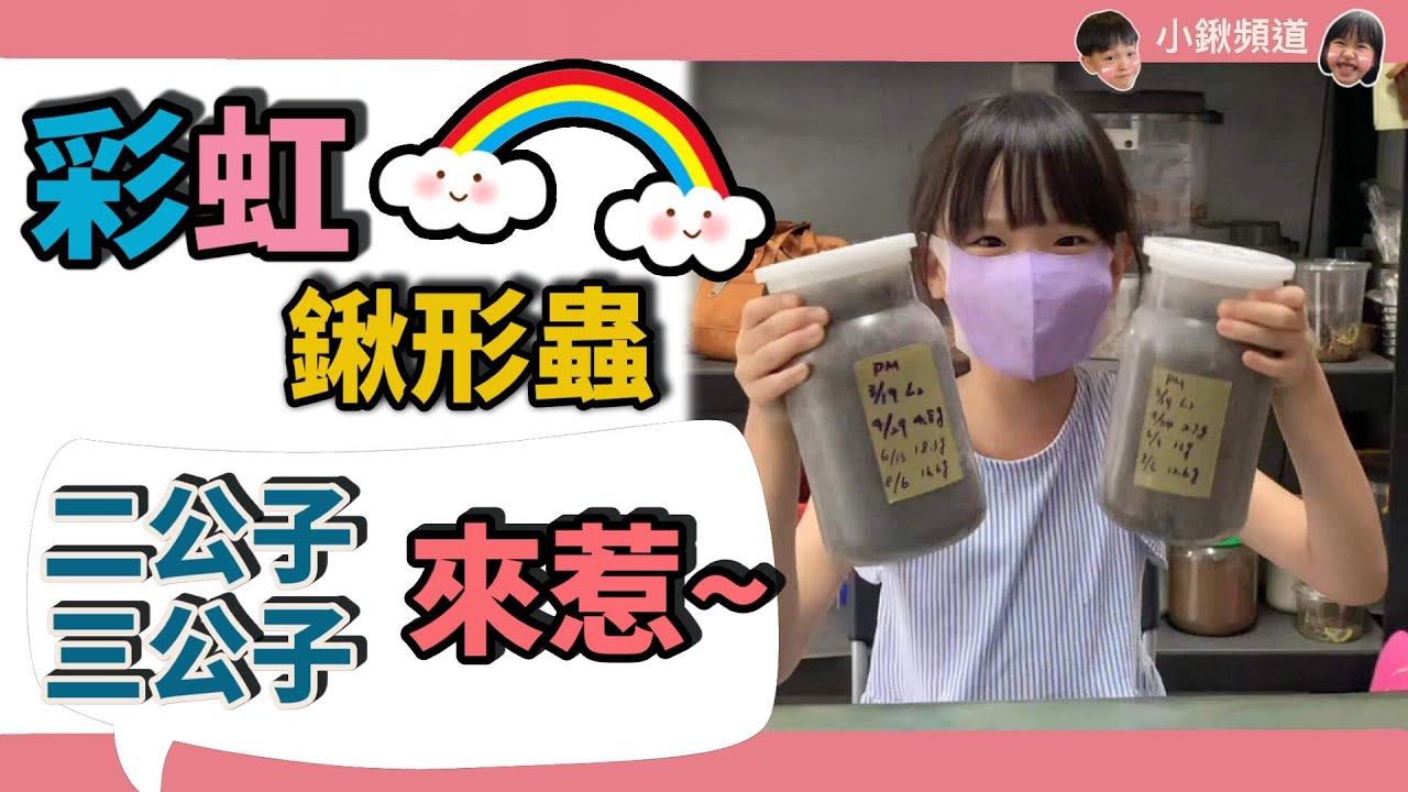彩虹鍬形蟲成功羽化第二彈~~~~【小鍬頻道】