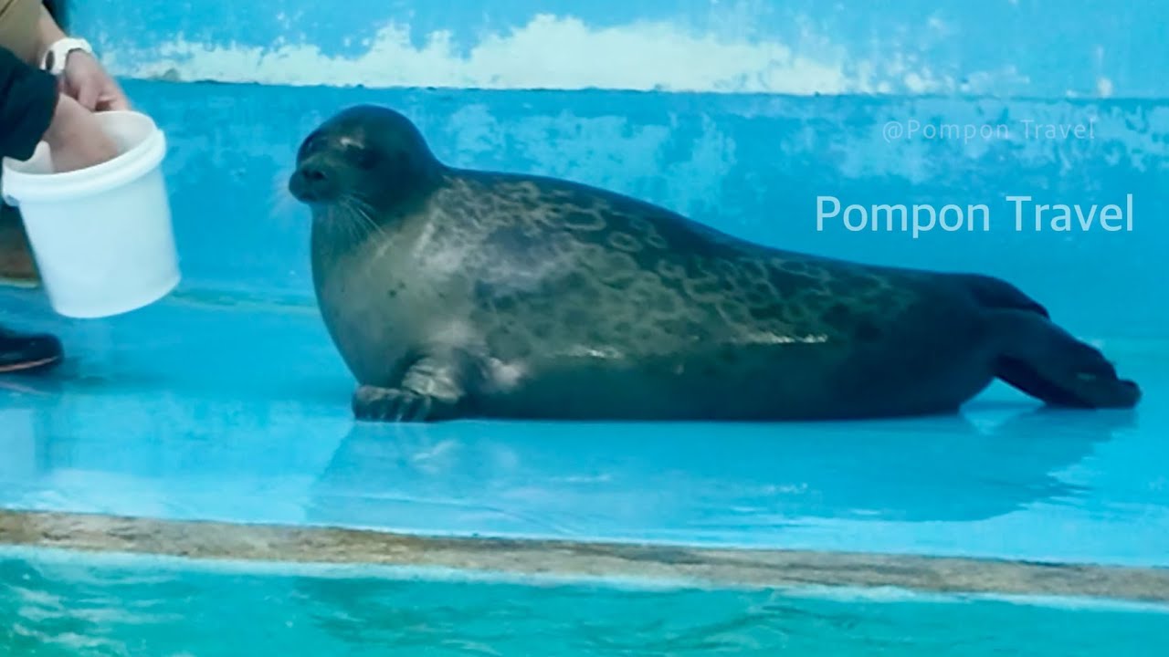 ありがとう ミゾレくん 忘れない ワモンアザラシ｜おたる水族館