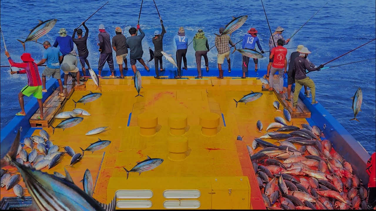 MALDIVES SKIPJACK TUNA FISHING                Most sustainable way