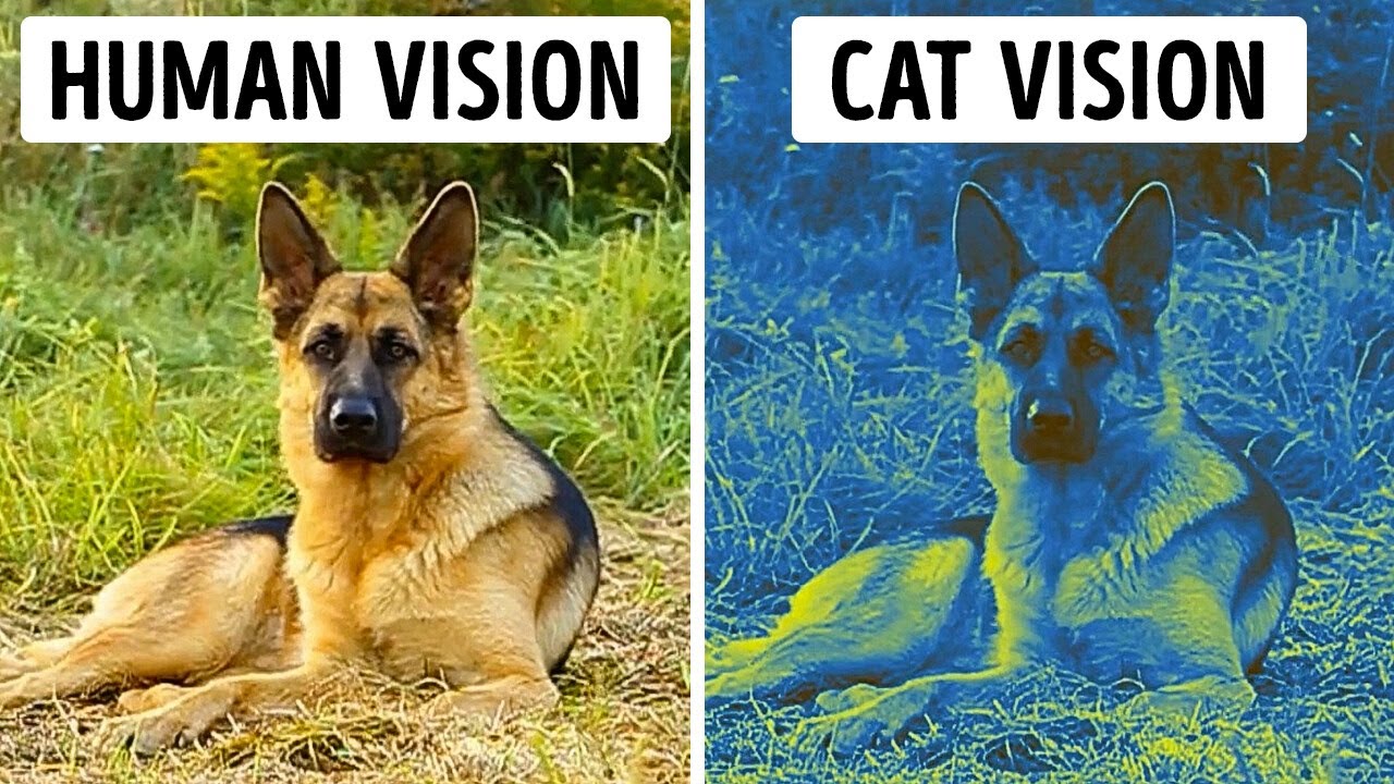 70 Rare Animal Facts That Will Make You Go 