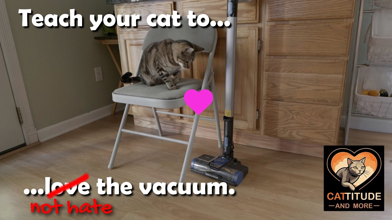 How to teach your cat to not hate the vacuum cleaner.