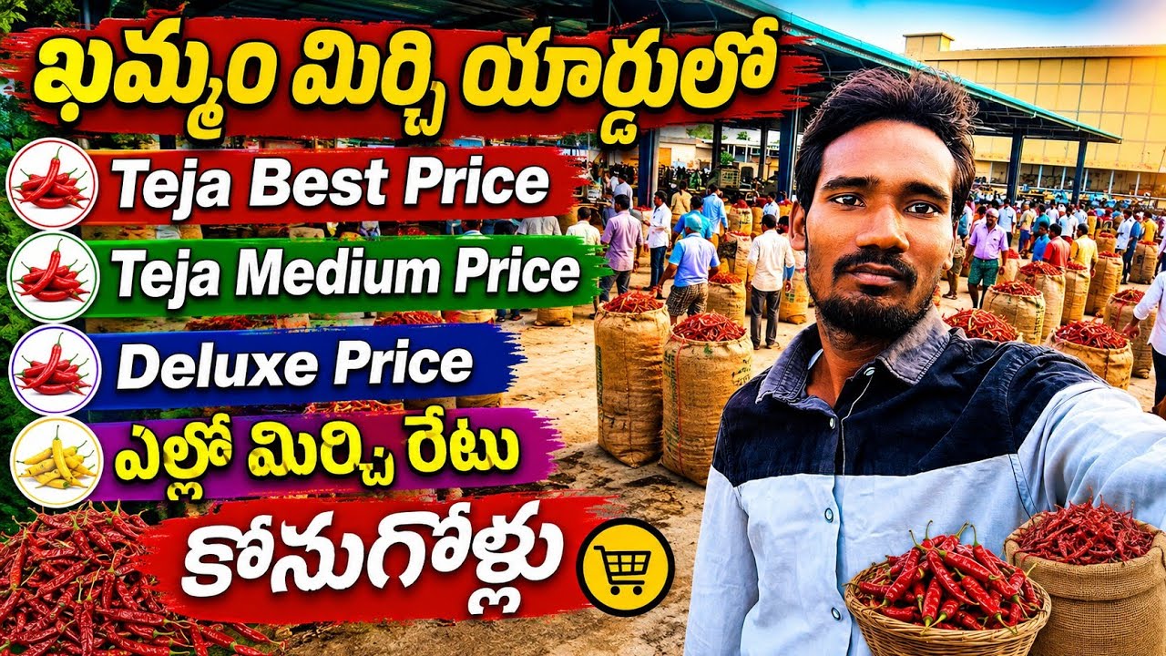 ​Khammam Mirchi Yard Today Live Rates | తేజ, ఎల్లో మిర్చి డీలక్స్ రకాల ధరలు! | Mirchi Rate Today