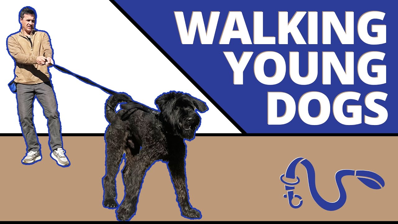Simple step by step instructions to perfectly walking an adolescent dog