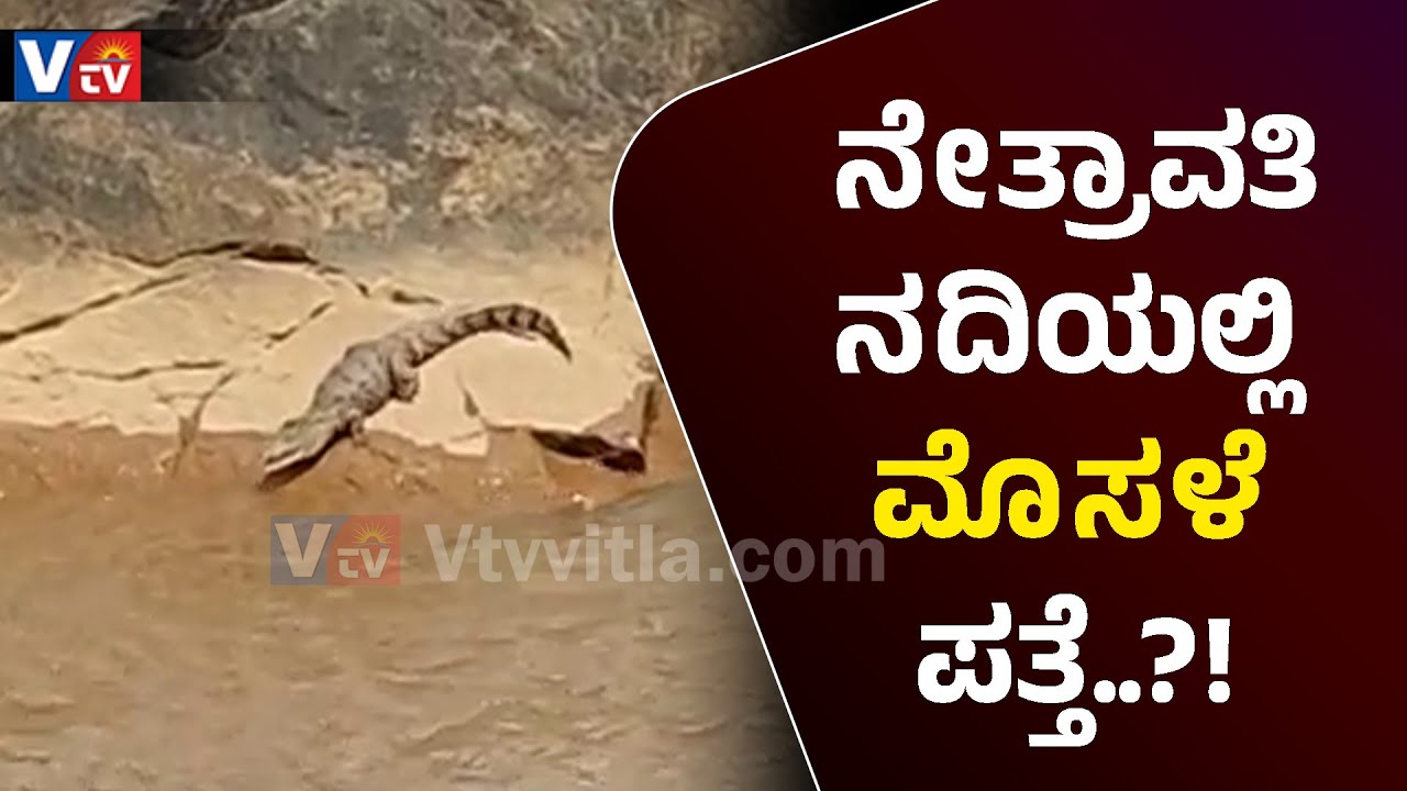 CROCODILE FOUND IN NETHRAVATHI RIVER -  VIDEO VIRAL