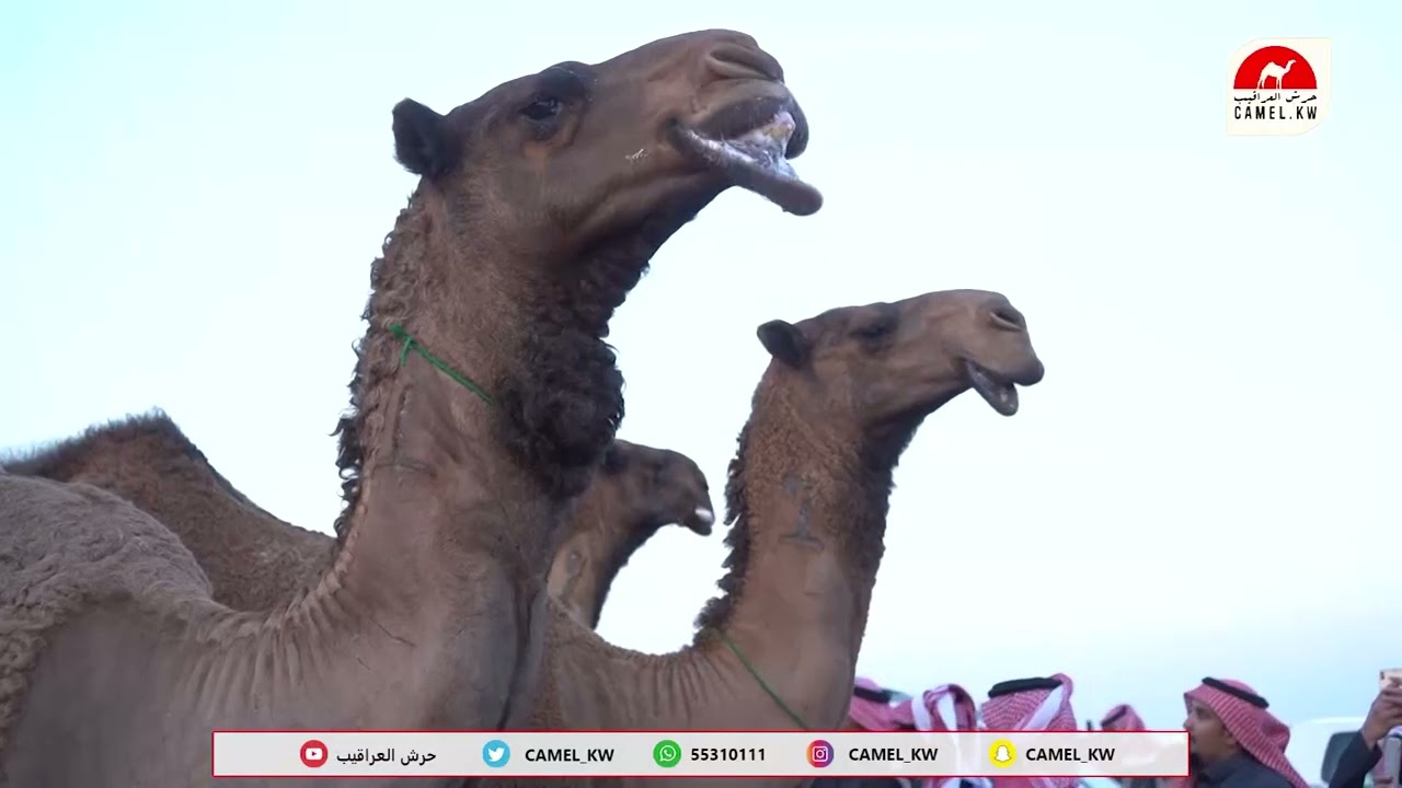 مسيرة فوز رجل الأعمال عبدالعزيز معضد بن عميره