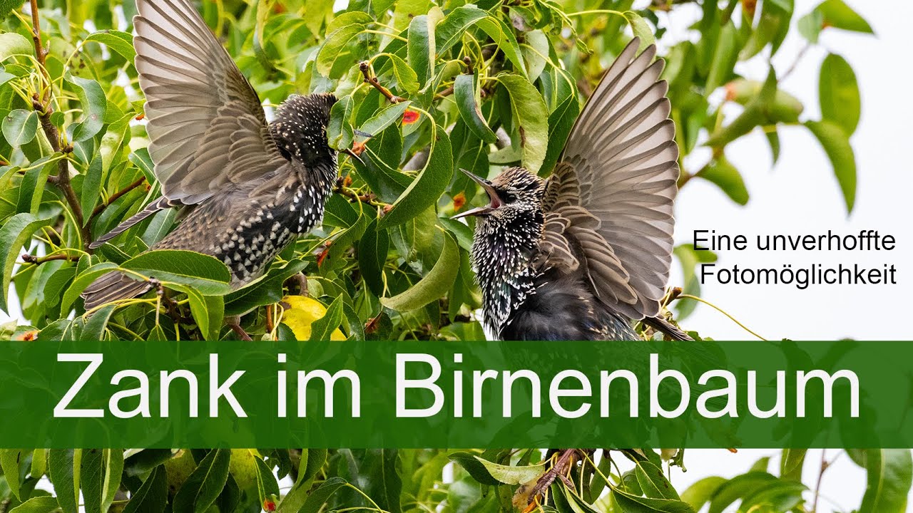 Abenteuer Naturfotografie - Zank im Birnenbaum