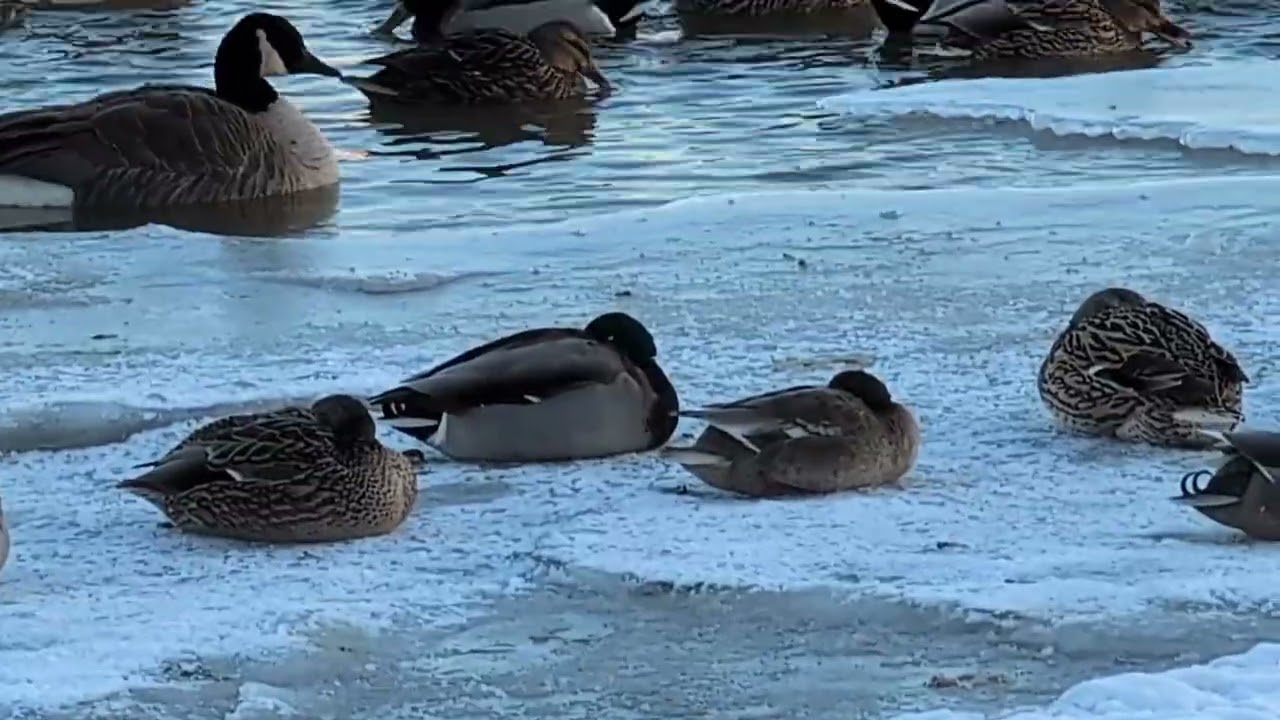 Wintertime For Waterfowl  #ducks #geese #viralvideo #outdoors #winter #nature #foryou #wildlife 