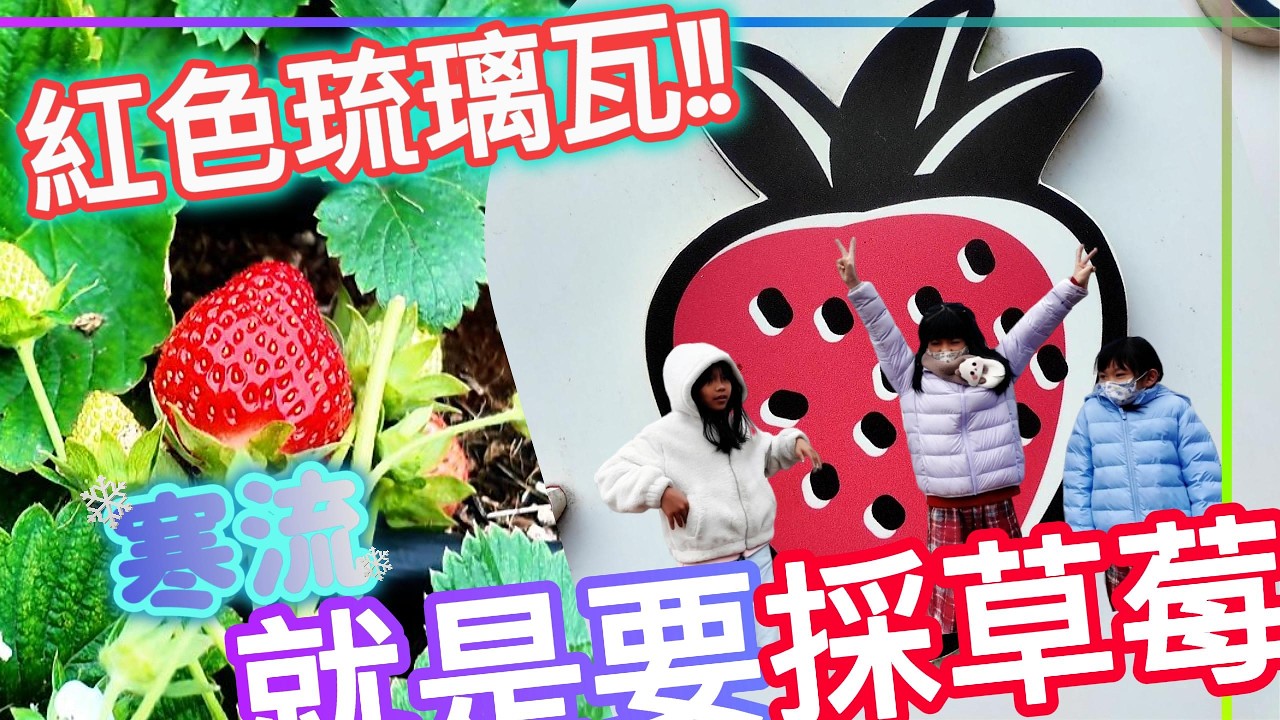 樂玩-寒流來就是要採草莓(紅色琉璃瓦)