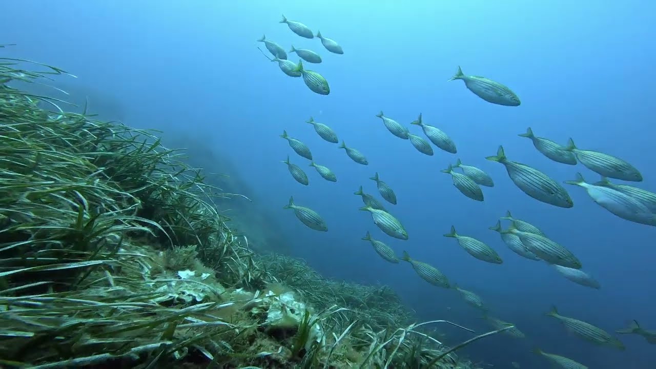 En plong&eacute;e &agrave; Marettimo dans l'archipel des Egades / Tauchen in Marettimo in den &Auml;gadischen Inseln