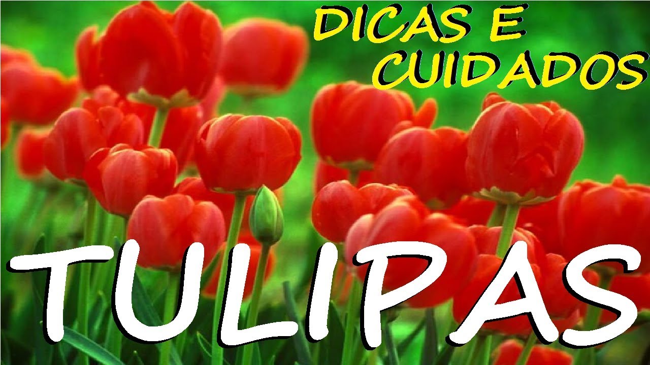 TULIPAS , Dicas e Cuidados Para o Cultivo!