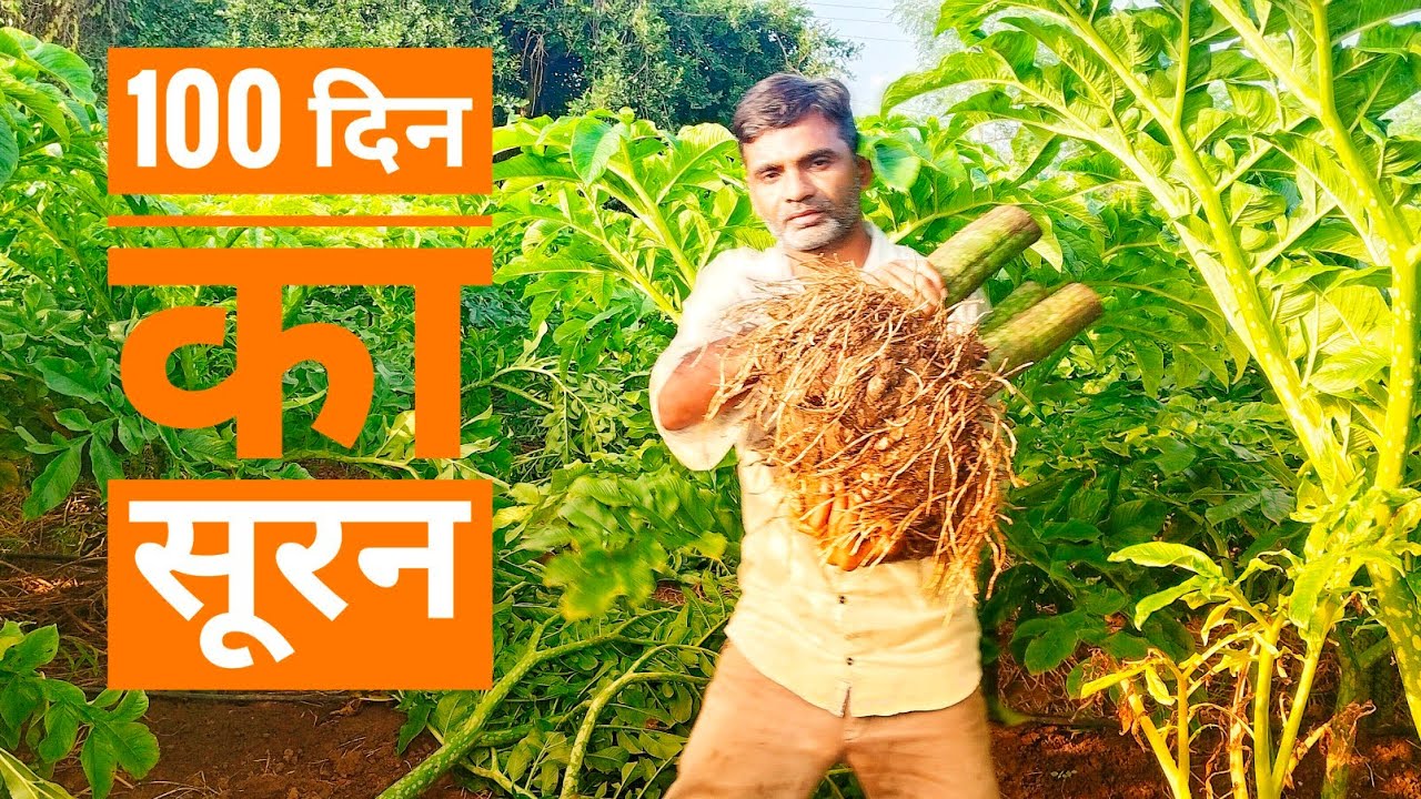सूरन की खेती कैसे करें//जिमीकंद. सूरन की खेती कितने दिनों में होती है//સુરણ ની ખેતી કેવી રીતે કરવી