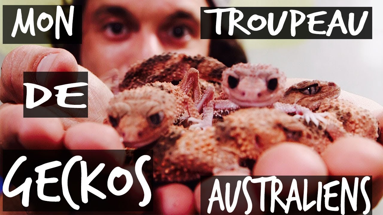 MON TROUPEAU DE GECKOS AUSTRALIENS - TOOPET