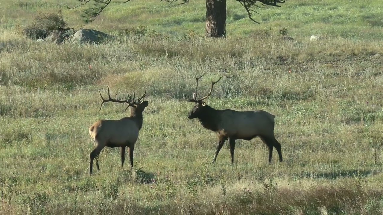 Elk at Rocky Mountain National Park