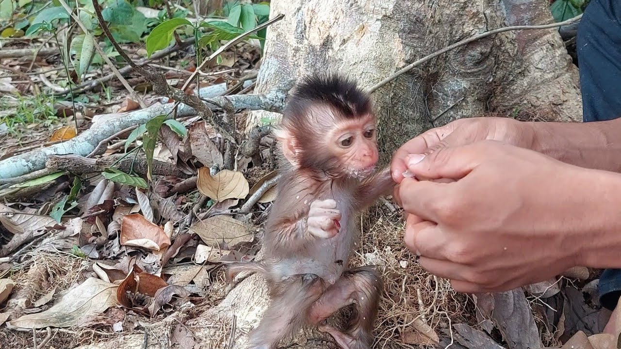 bayi monyet di hutan lapar dan butuh susu