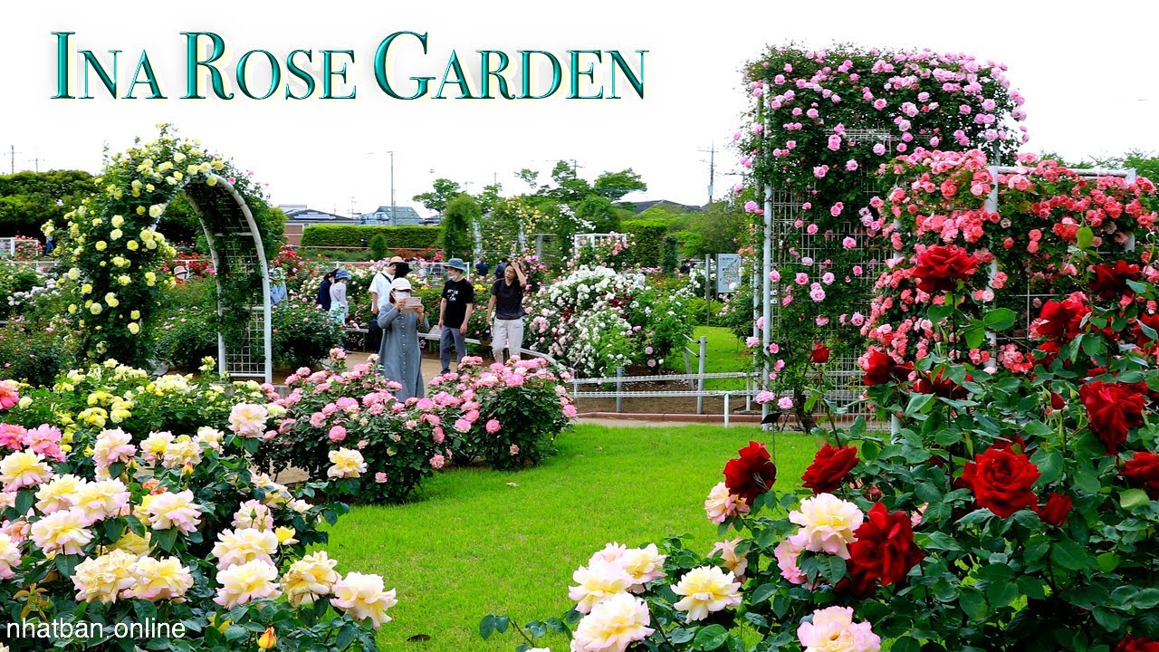 Ina Rose Garden | Rose full bloom in Chosei Seko Memorial Park【町制施行記念公園バラ園 】|#explorejapan #japan#4k