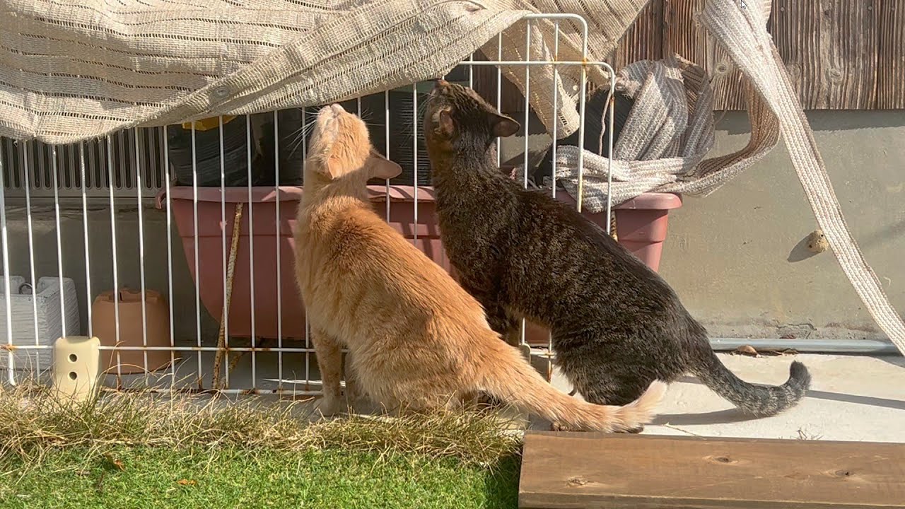 元気になった猫が久しぶりに外へ出る