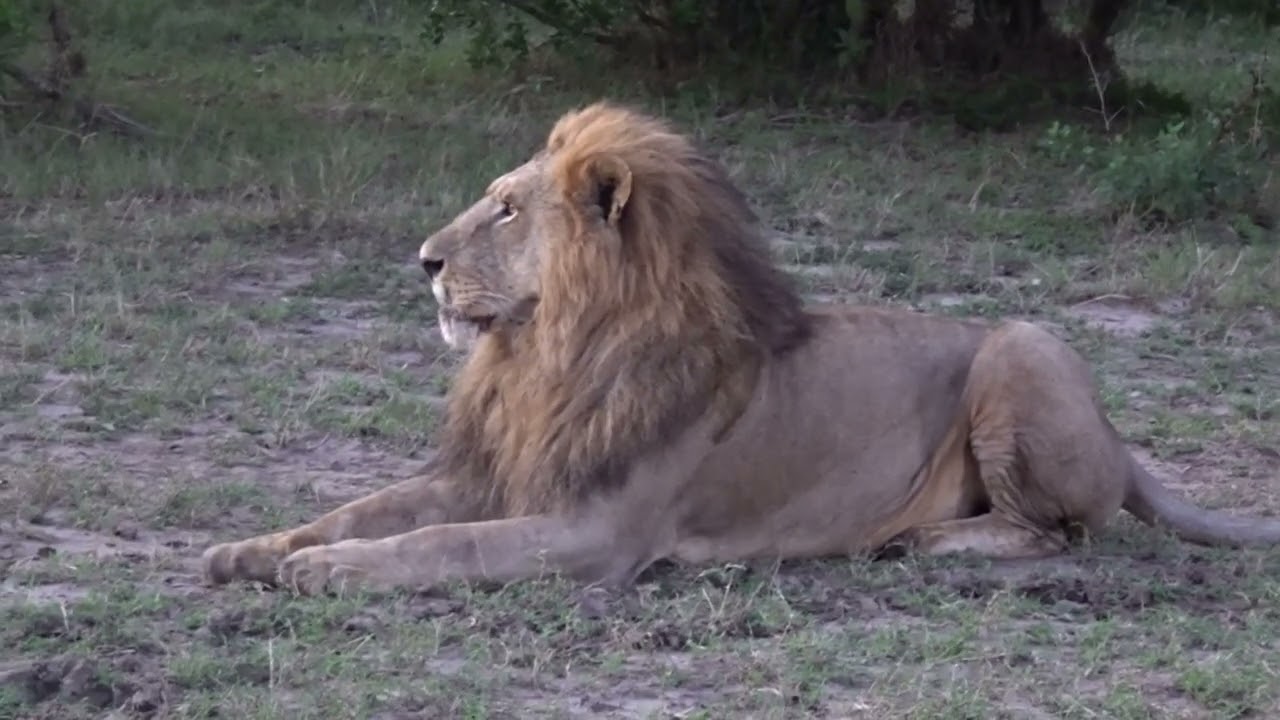 KENIA Y TANZANIA Los cinco grandes