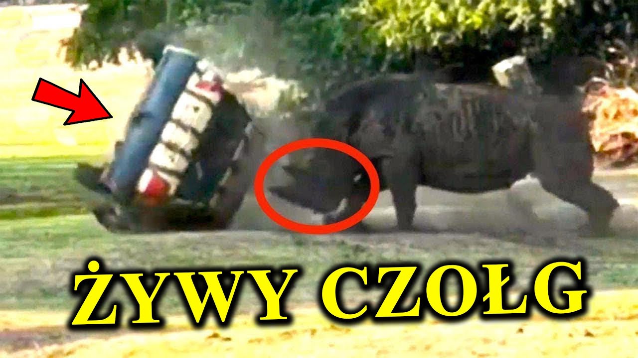 NOSOROŻEC Rzuca Autem Jak Zabawką 🦏 To Żywy Czołg - 5 Gatunków Nosorożców