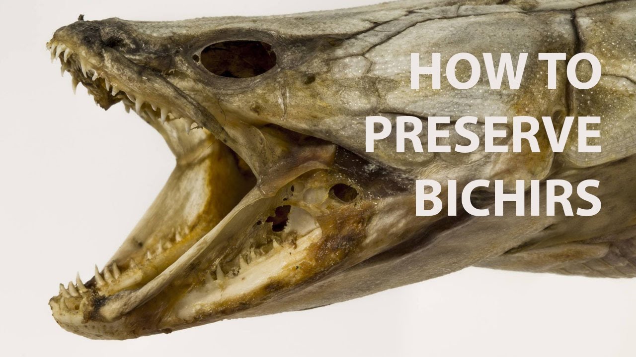 How To: Preserve Bichirs & Other Armoured Fish